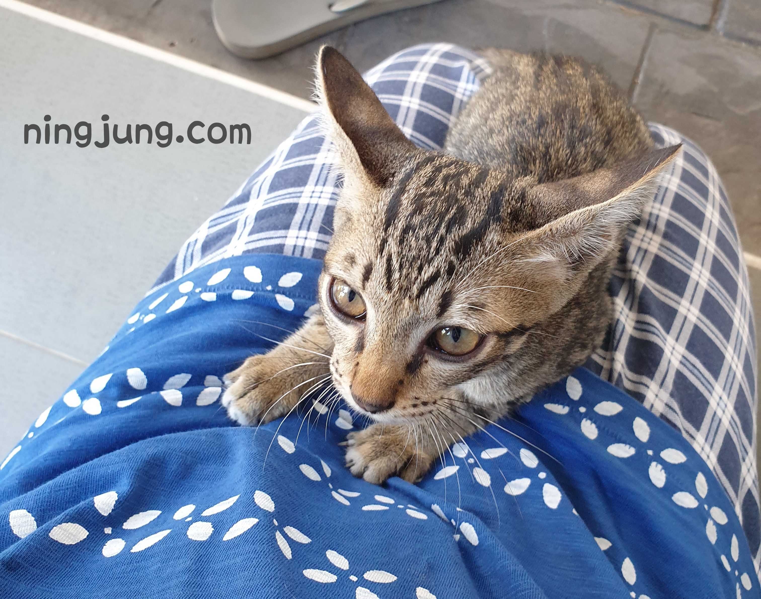 Tiger จุดเริ่มต้นของสองขนม