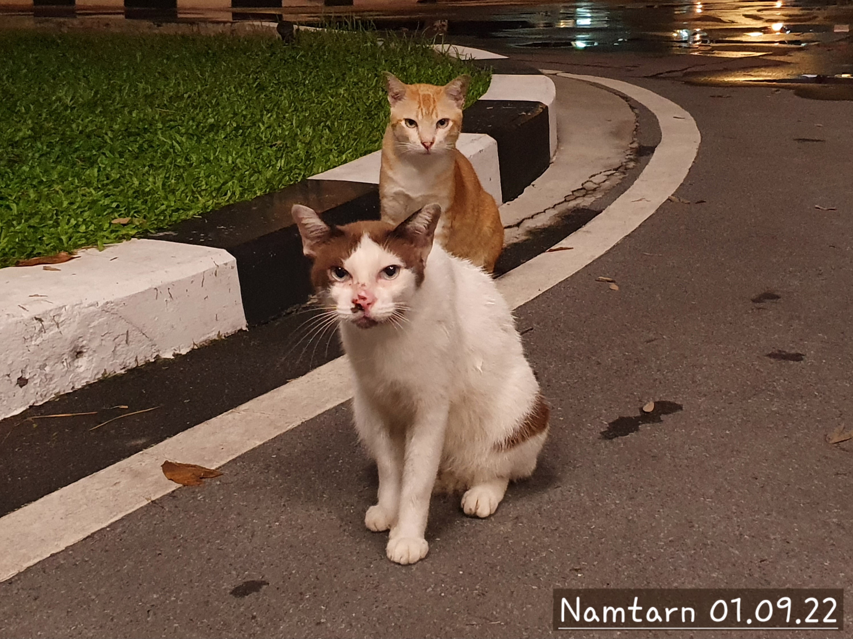 น้ำตาล แมวจรแห่งบางขุนพรหม | Nam-Tarn: The Stray of Bang Khun Phrom