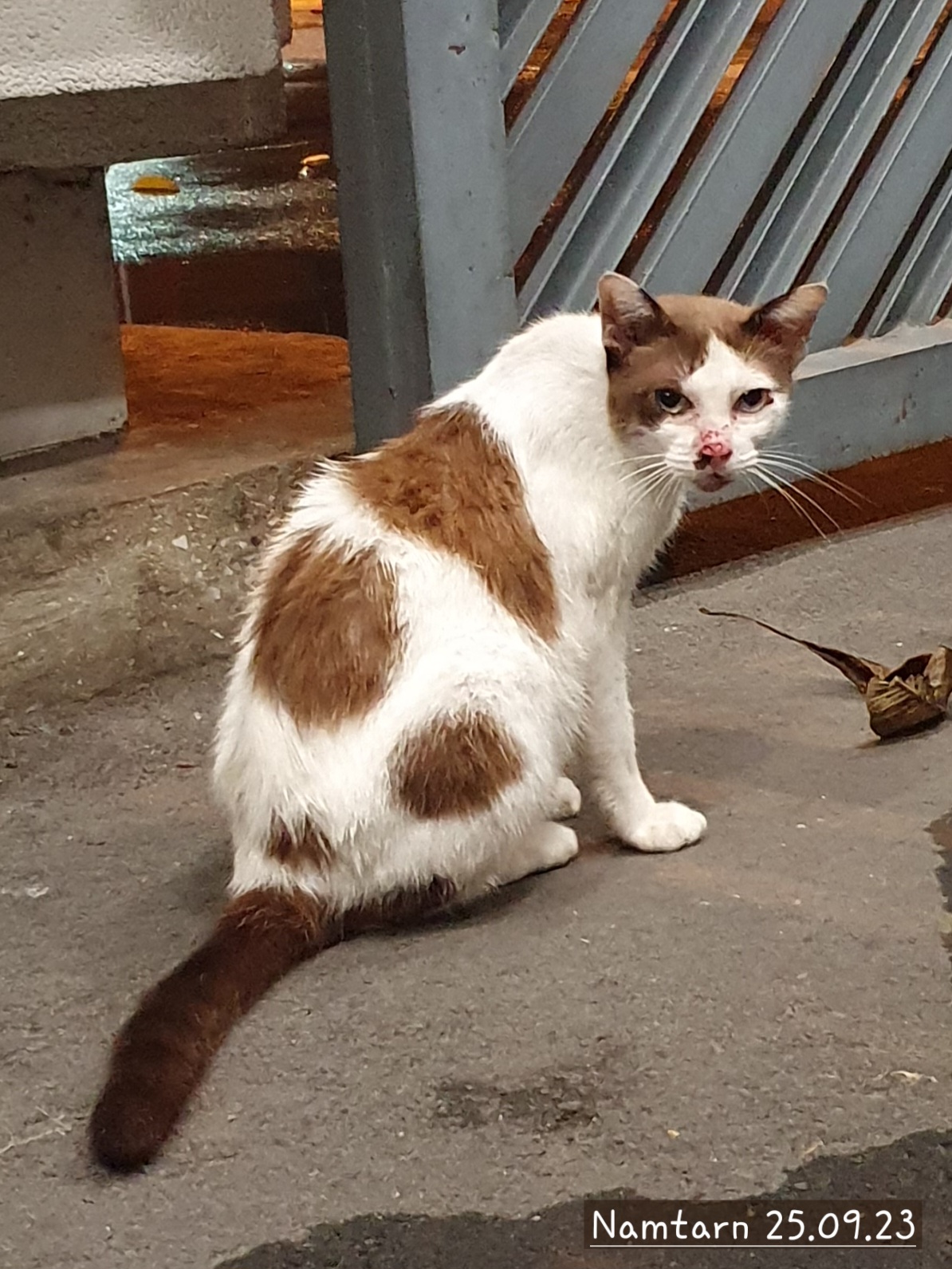 พัฒนาการด้านแผลของน้ำตาล | Nam-Tarn’s Healing Journey